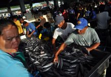 Gensan fishport closure to cost P70M in daily export revenues