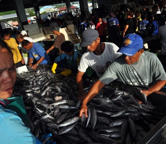 Gensan fishport closure to cost P70M in daily export revenues